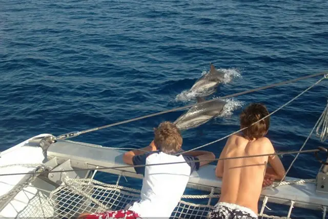 Delfine beobachten in der Toskana
