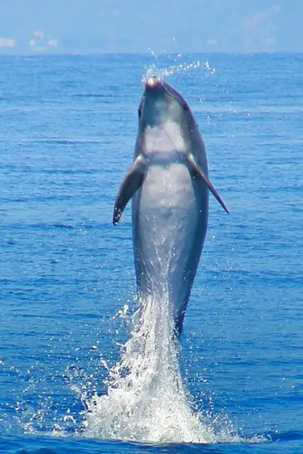 Delfine beobachten in der Toskana