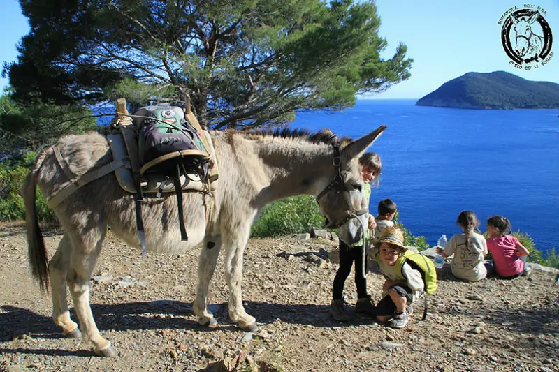 Elba, Wanderung mit Eseln