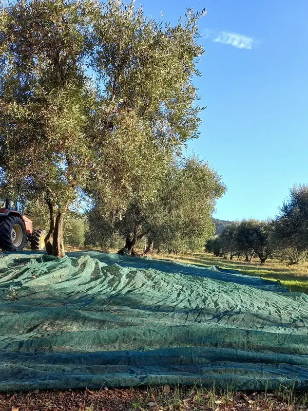 Olivenernte in der Maremma