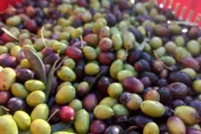 Olivenernte in der Maremma