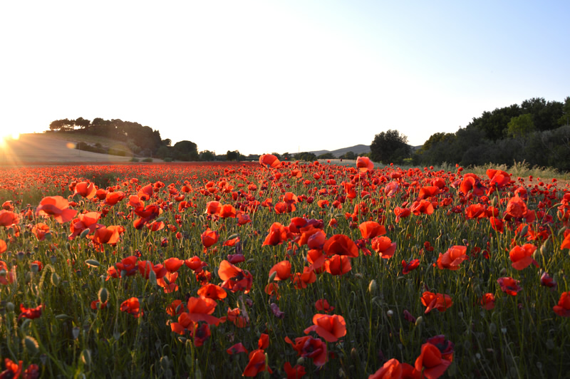Mohnblüten: Frühling in der Maremma, Toskana